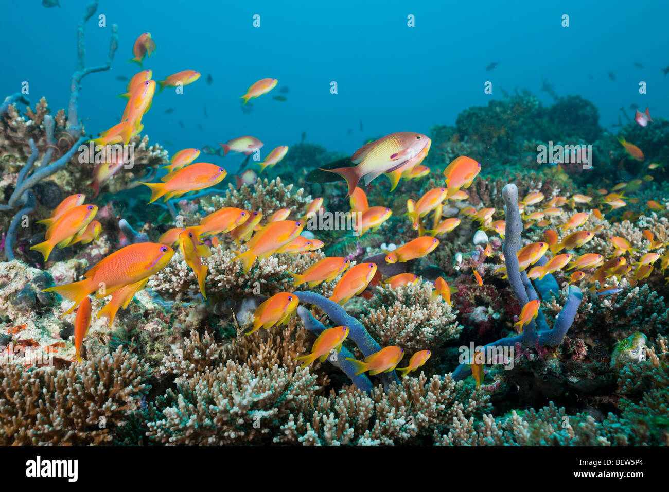 Lyretail Anthias in Coral Reef, Pseudanthias squamipinnis, Nord atollo di Ari, Maldive Foto Stock