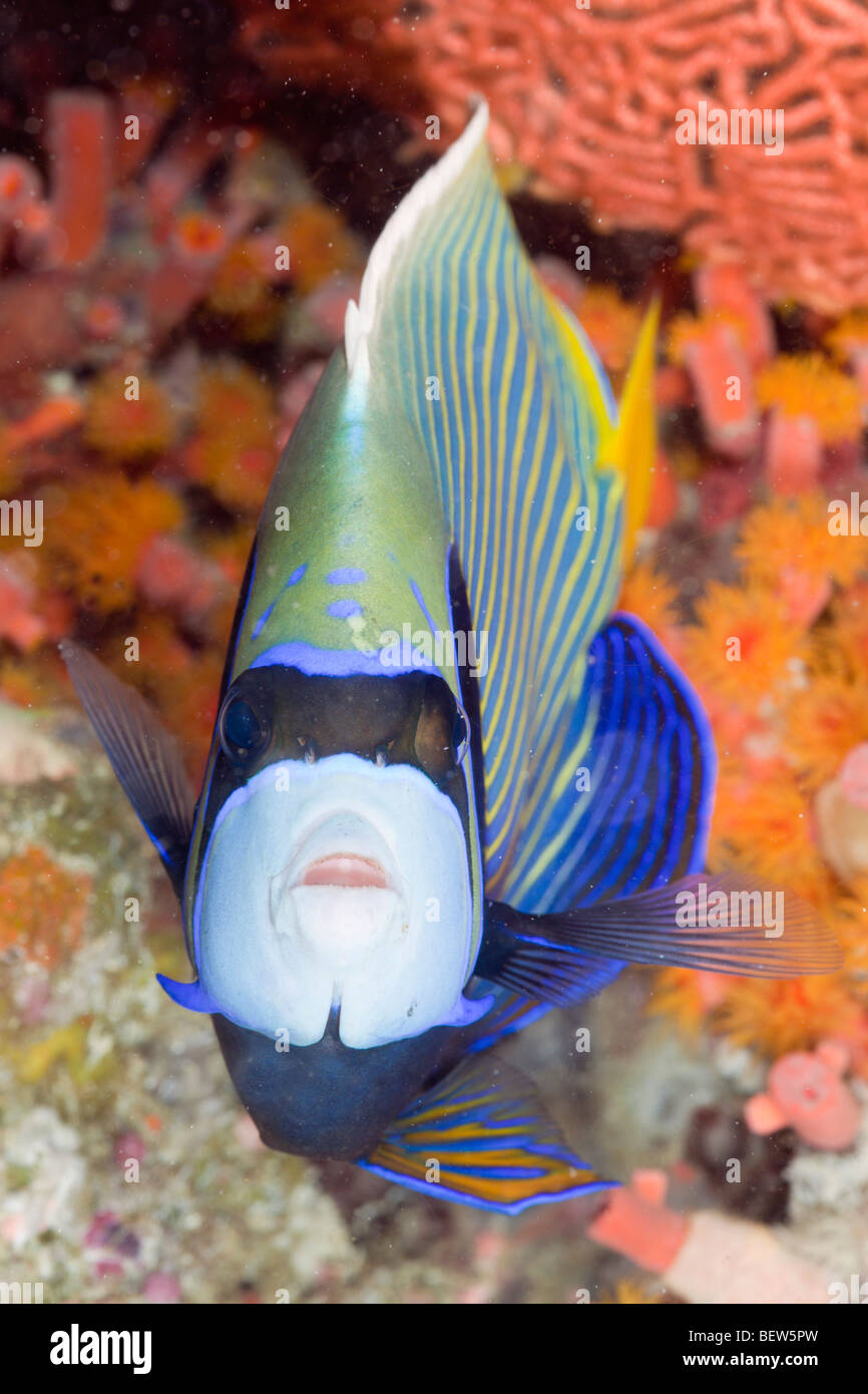 L'imperatore Angelfish, Pomacanthus imperator, Ellaidhoo House Reef, Nord atollo di Ari, Maldive Foto Stock