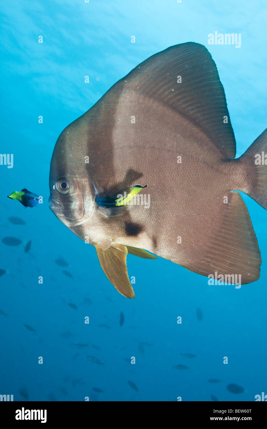Bicolor Wrasse pulizia Batfish Longfin, Labroides bicolor, Platax teira, Nord atollo di Ari, Maldive Foto Stock