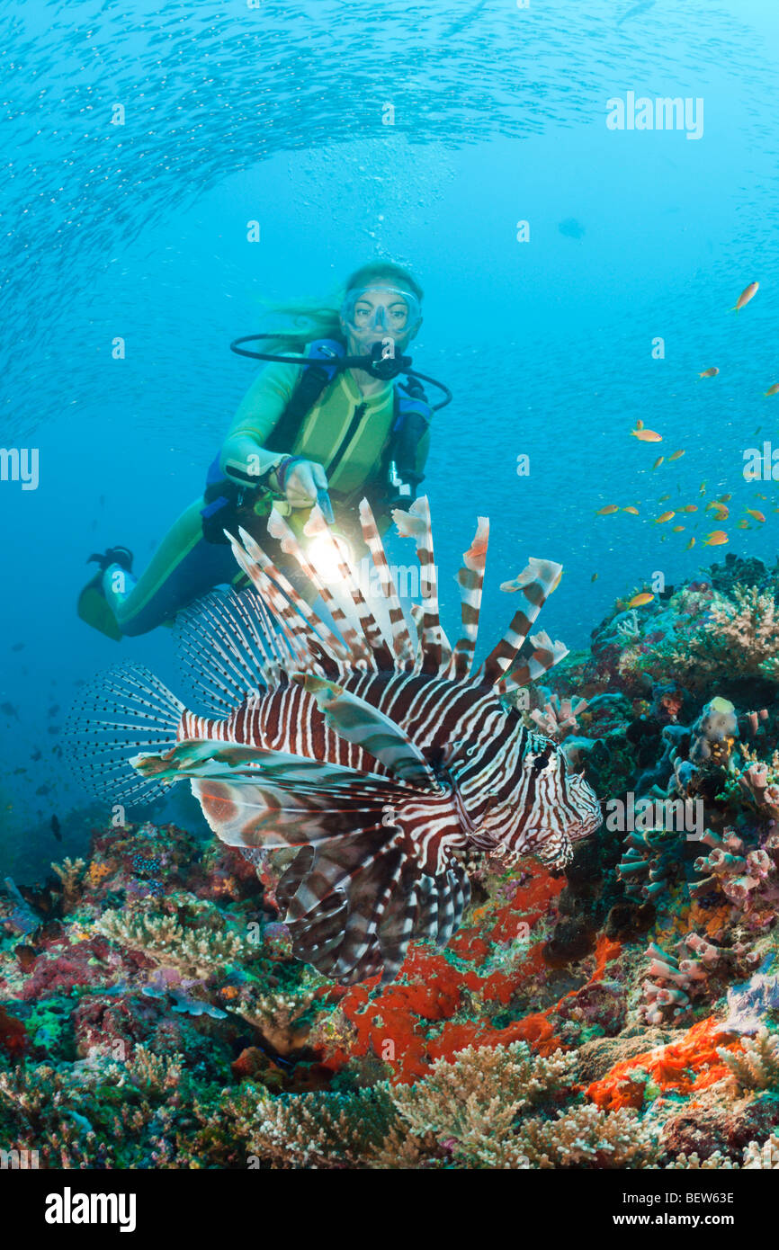 Subacqueo e Leone, Pterois miles, Maya Thila, Nord atollo di Ari, Maldive Foto Stock