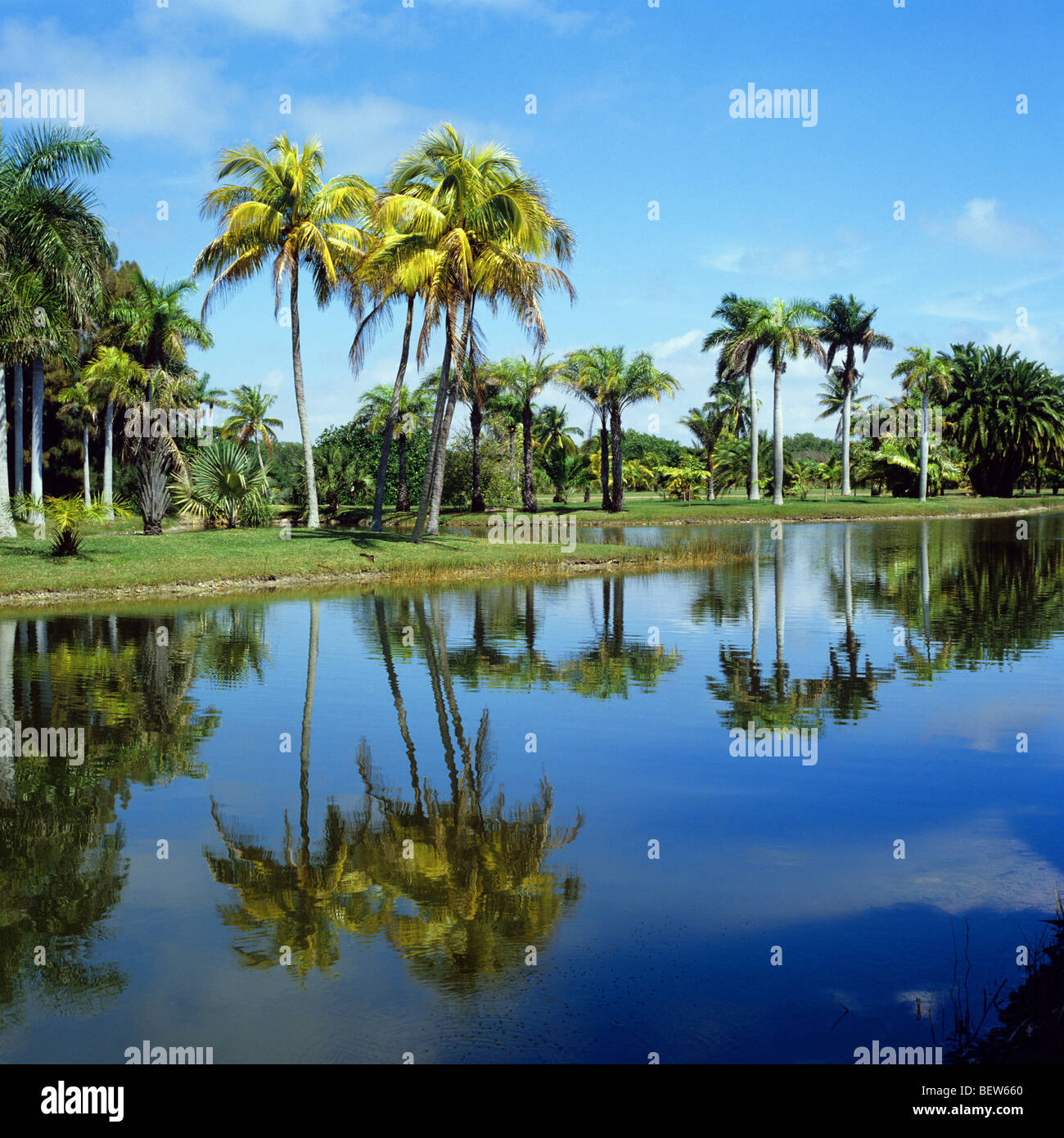 Royal Palm lago nel Fairchild Tropical Botanic Garden a Miami Foto Stock