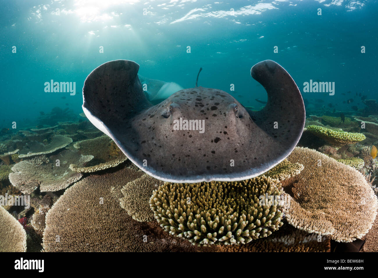 Blackspotted Stingray, Taeniura meyeni, Ellaidhoo House Reef, Nord atollo di Ari, Maldive Foto Stock