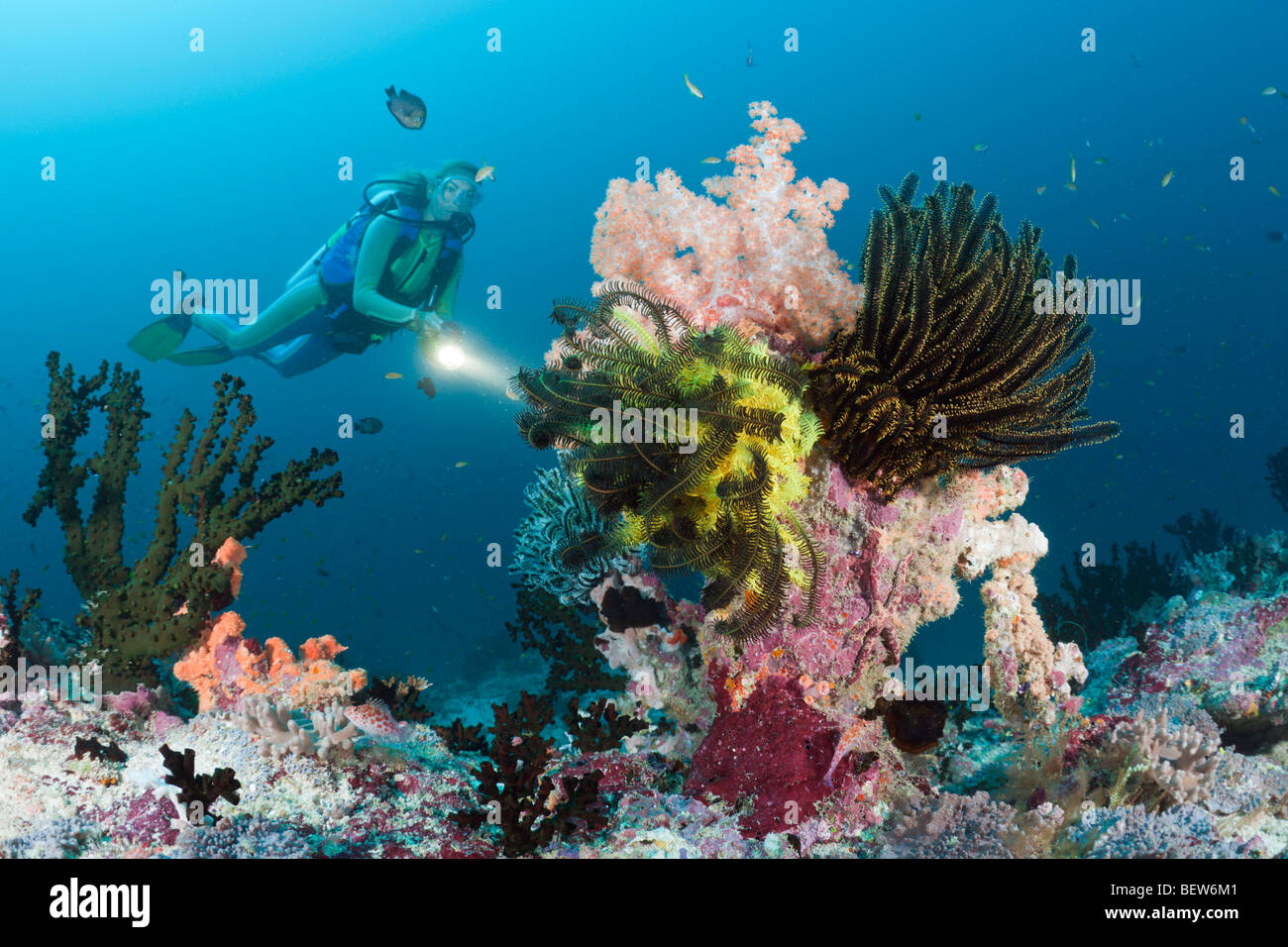 Scuba Diver al Coral Reef, Kandooma Thila, South Male Atoll, Maldive Foto Stock