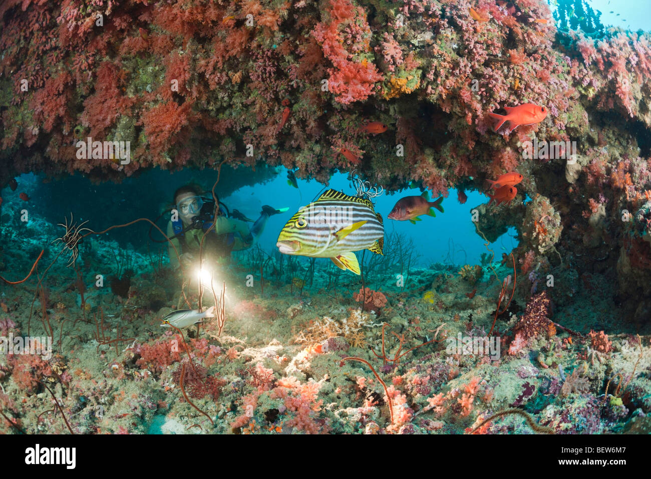 Oriental Sweetlips in Coral Reef, Plectorhinchus vittatus, Kandooma Thila, South Male Atoll, Maldive Foto Stock