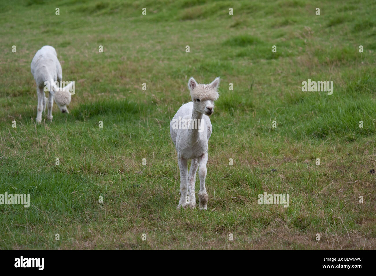 Alpaca, AUCKLAND, NUOVA ZELANDA Foto Stock