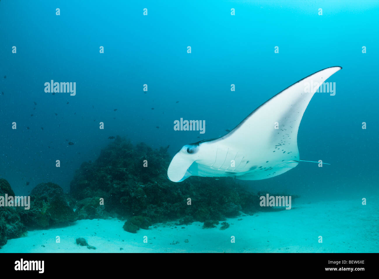 Manta Ray, Manta birostris, Kandooma Manta Point, South Male Atoll, Maldive Foto Stock