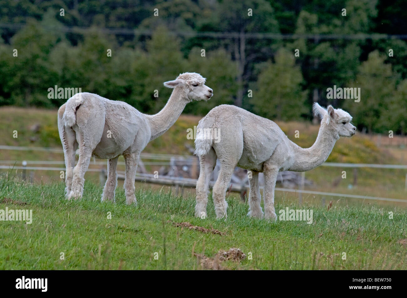 Alpaca, Tasmania, Australia Foto Stock