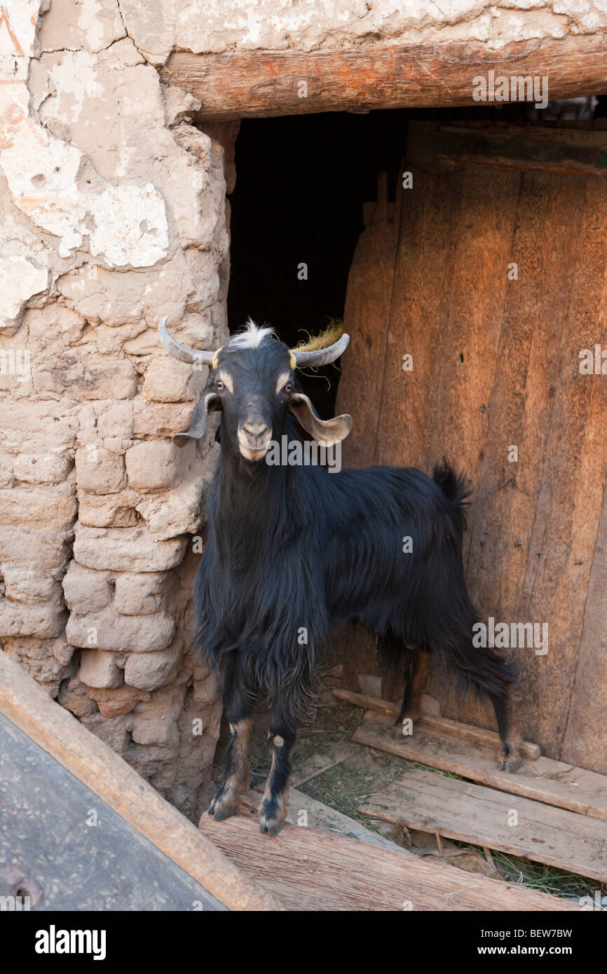 Scena di strada di Charga oasi nel deserto libico, Egitto Foto Stock