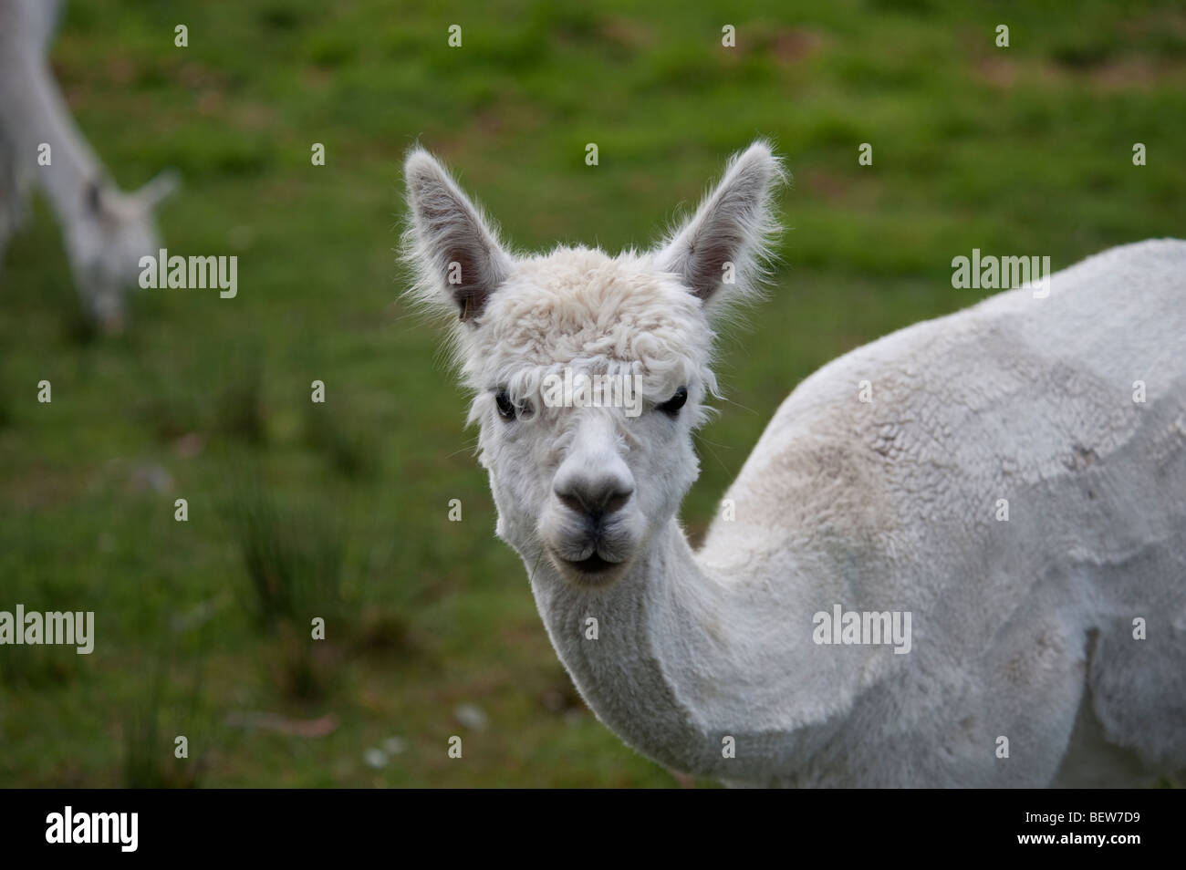 ALPACA, Tasmania, Australia Foto Stock