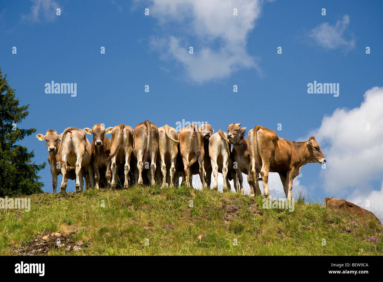 Le mucche in fila sul ciglio di una collina, Allgau, Germania Foto Stock