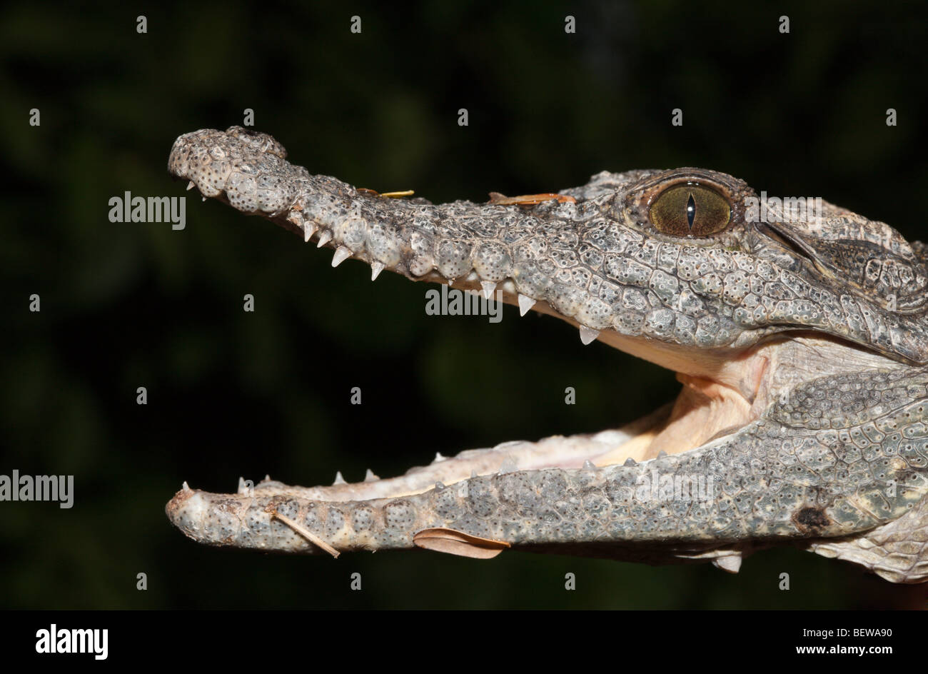 Coccodrillo del Nilo, Crocodylus niloticus, Abu Simbel Egitto Foto Stock