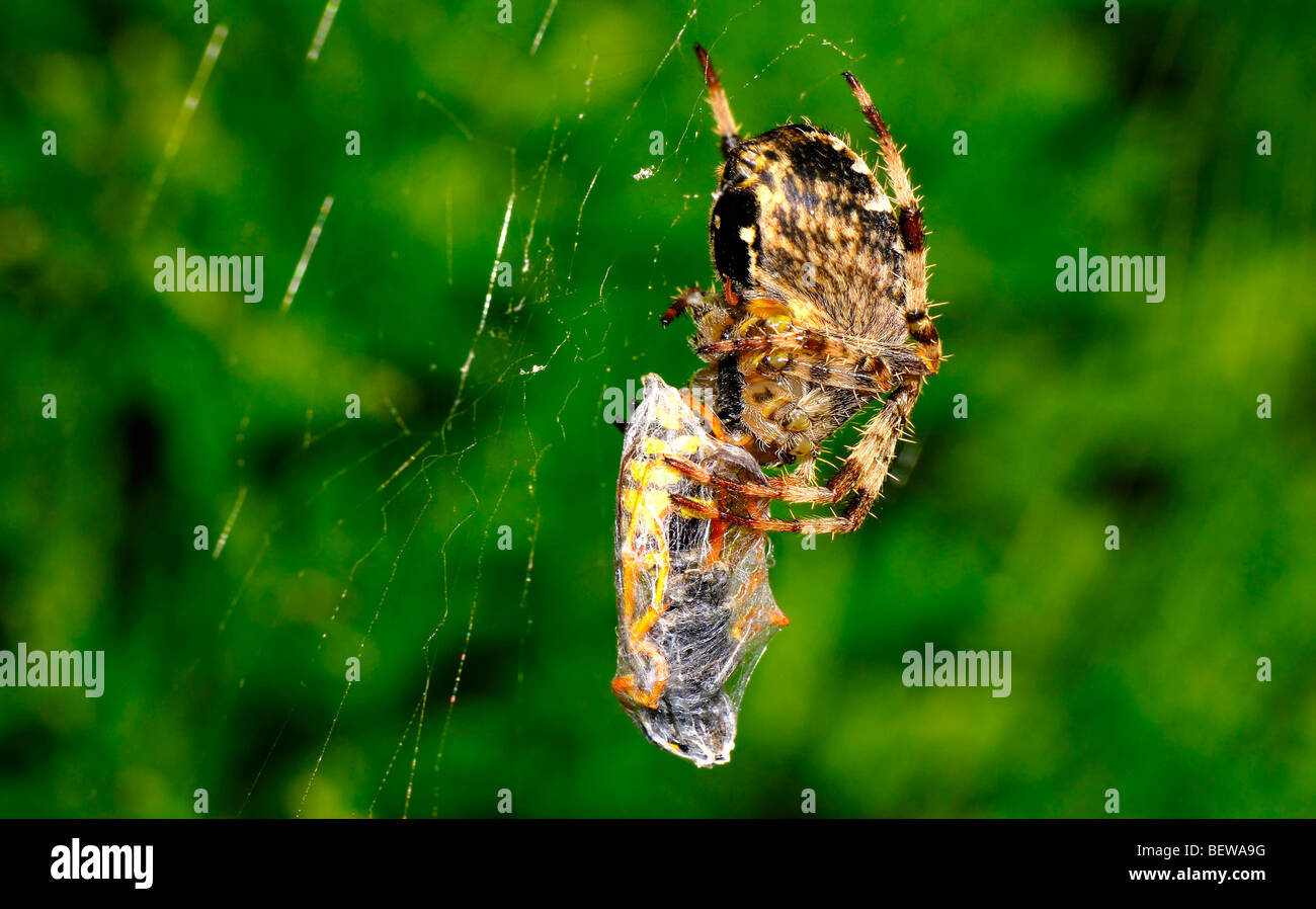 Giardino cross spider (Araneus diadematus), close-up Foto Stock