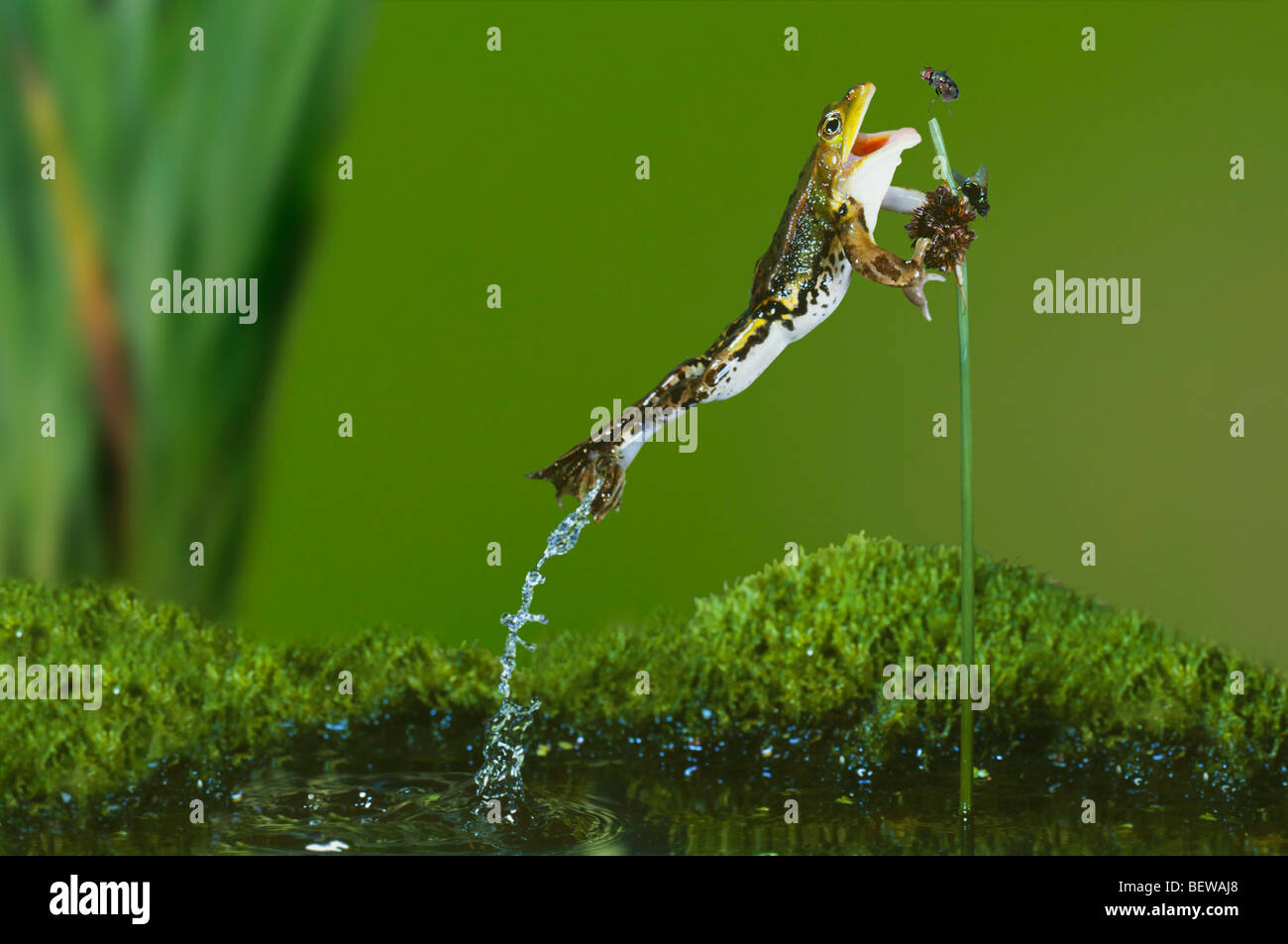 Rana verde (Rana esculanta) cattura la sua preda, vista laterale Foto Stock