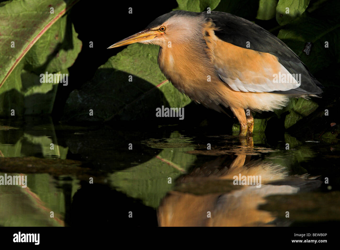 Tarabusino (Ixobrychus minutus) in piedi in acqua, vista laterale Foto Stock