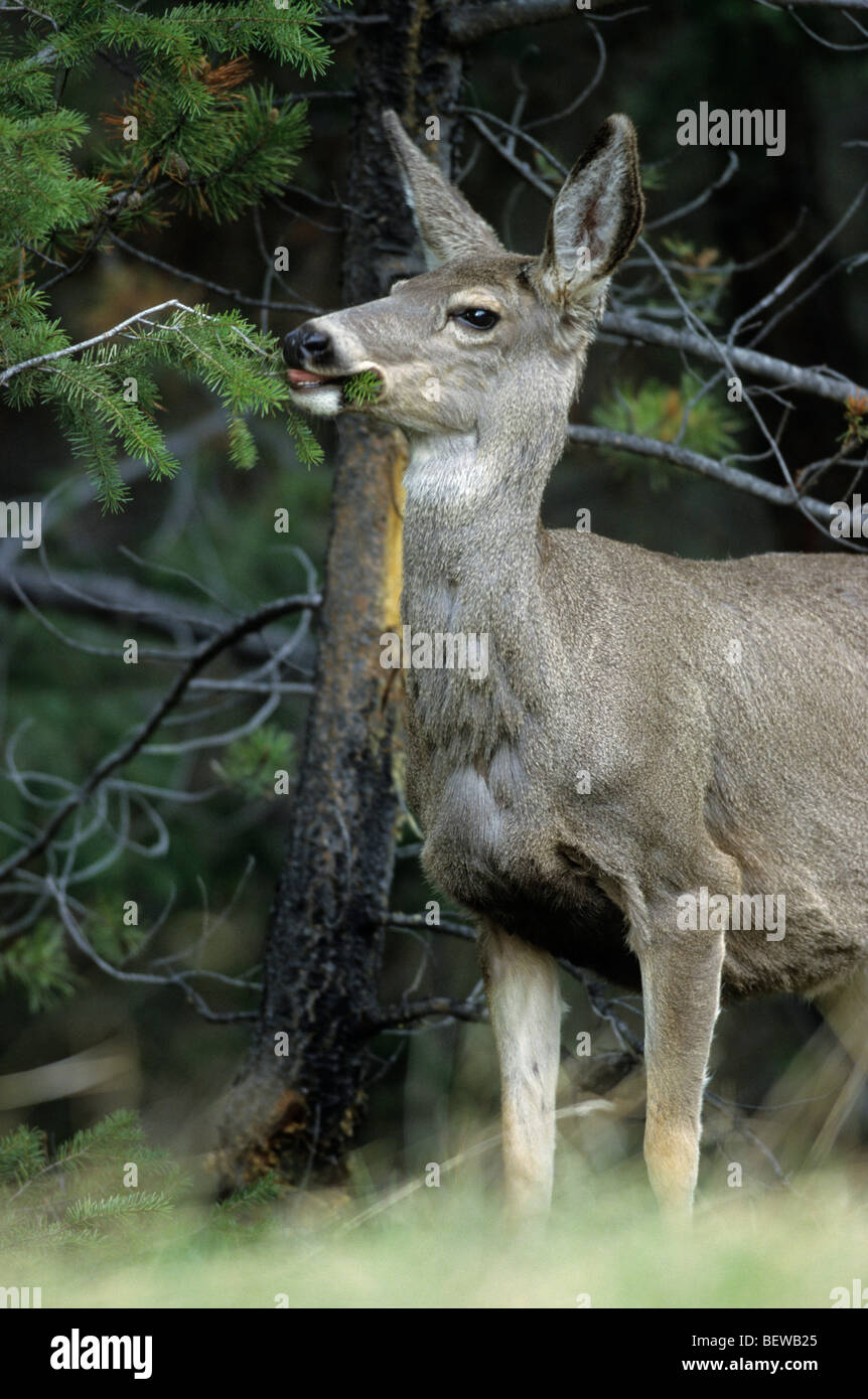 Blacktail deer, montagne rocciose, Canada Foto Stock