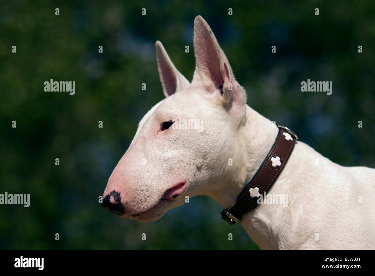 Bull Terrier, profilo Foto Stock