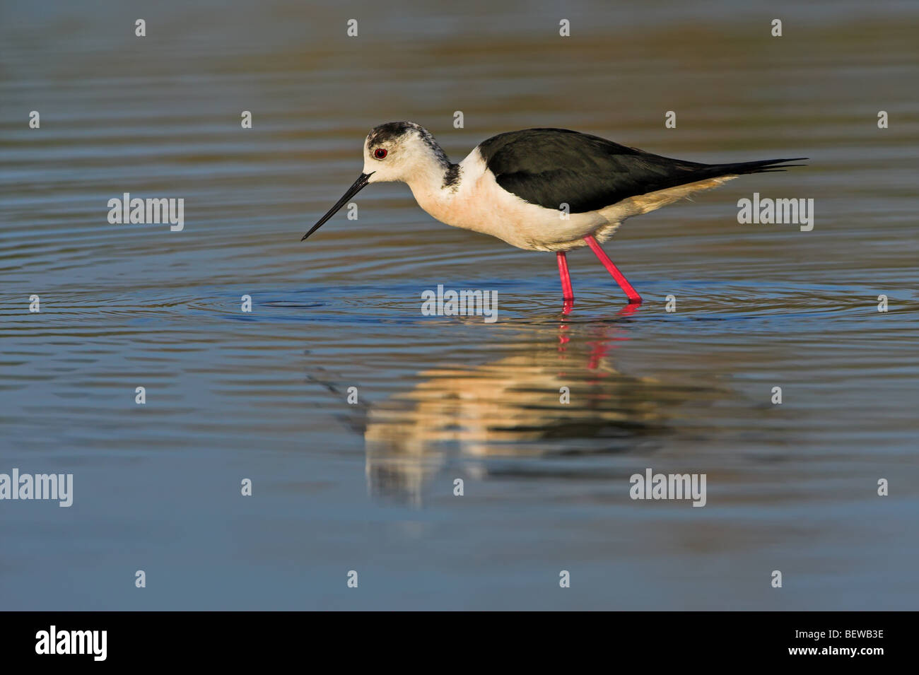 Black-winged Stilt (Himantopus himantopus) guadare attraverso acqua, vista laterale Foto Stock