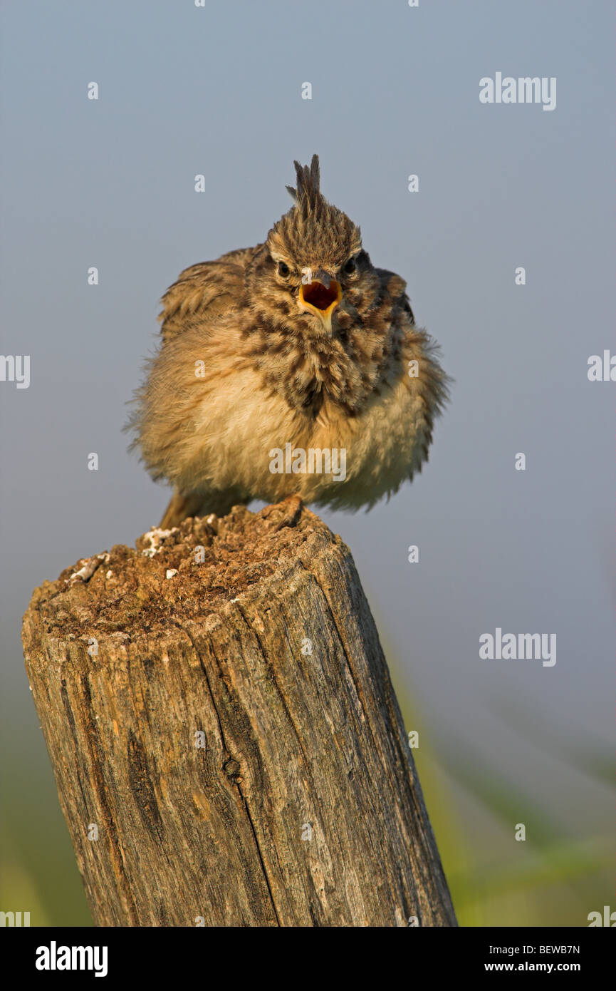 Crested Lark (Galerida cristata) seduto sul palo di legno, vista frontale Foto Stock