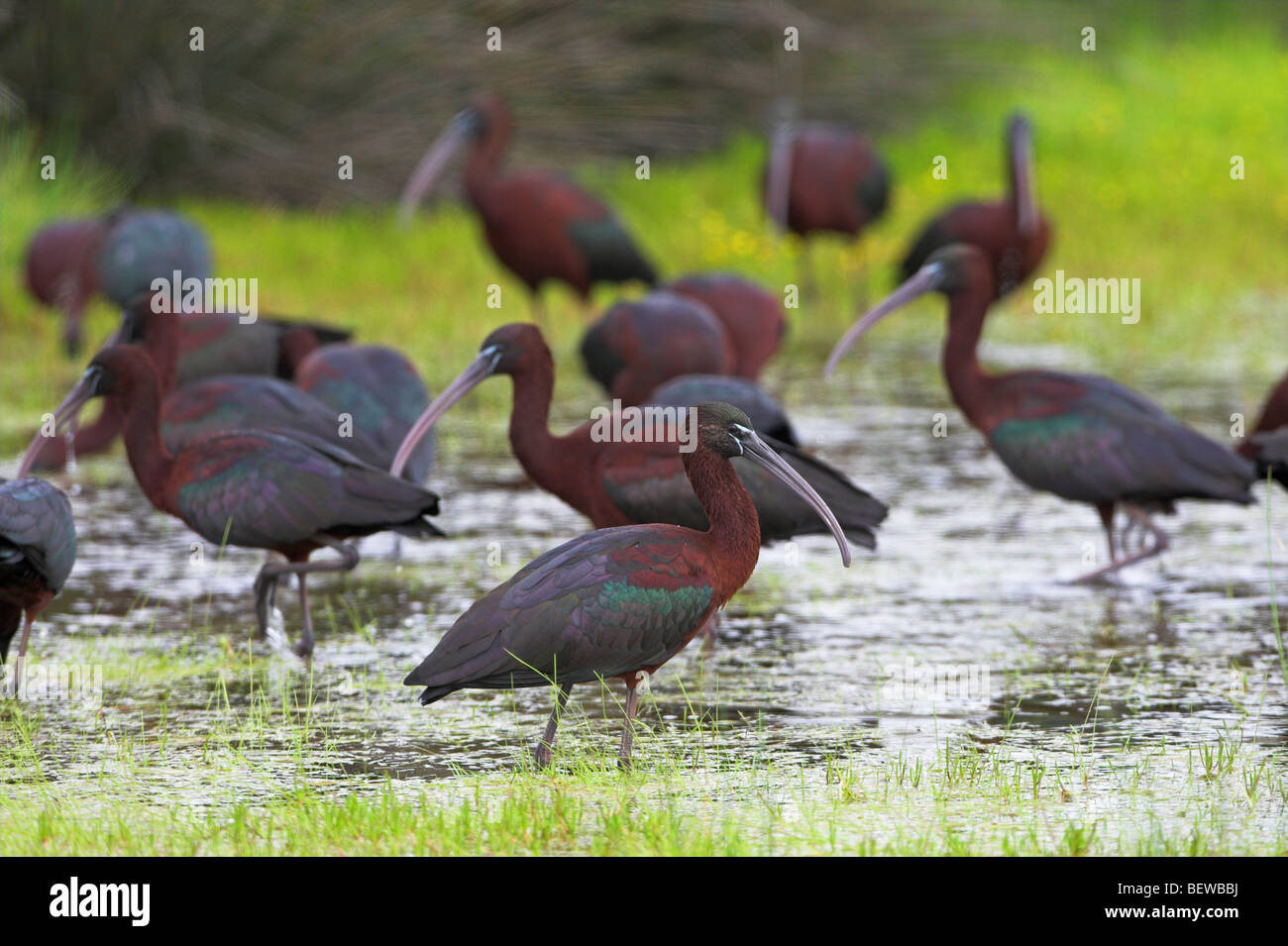Gruppo di ibis lucido (Plegadis falcinellus) guadare attraverso l acqua Foto Stock