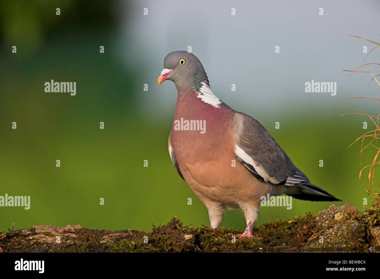 Il Colombaccio ( Columba palumbus) in piedi sul letto di muschio, basso angolo di visione Foto Stock