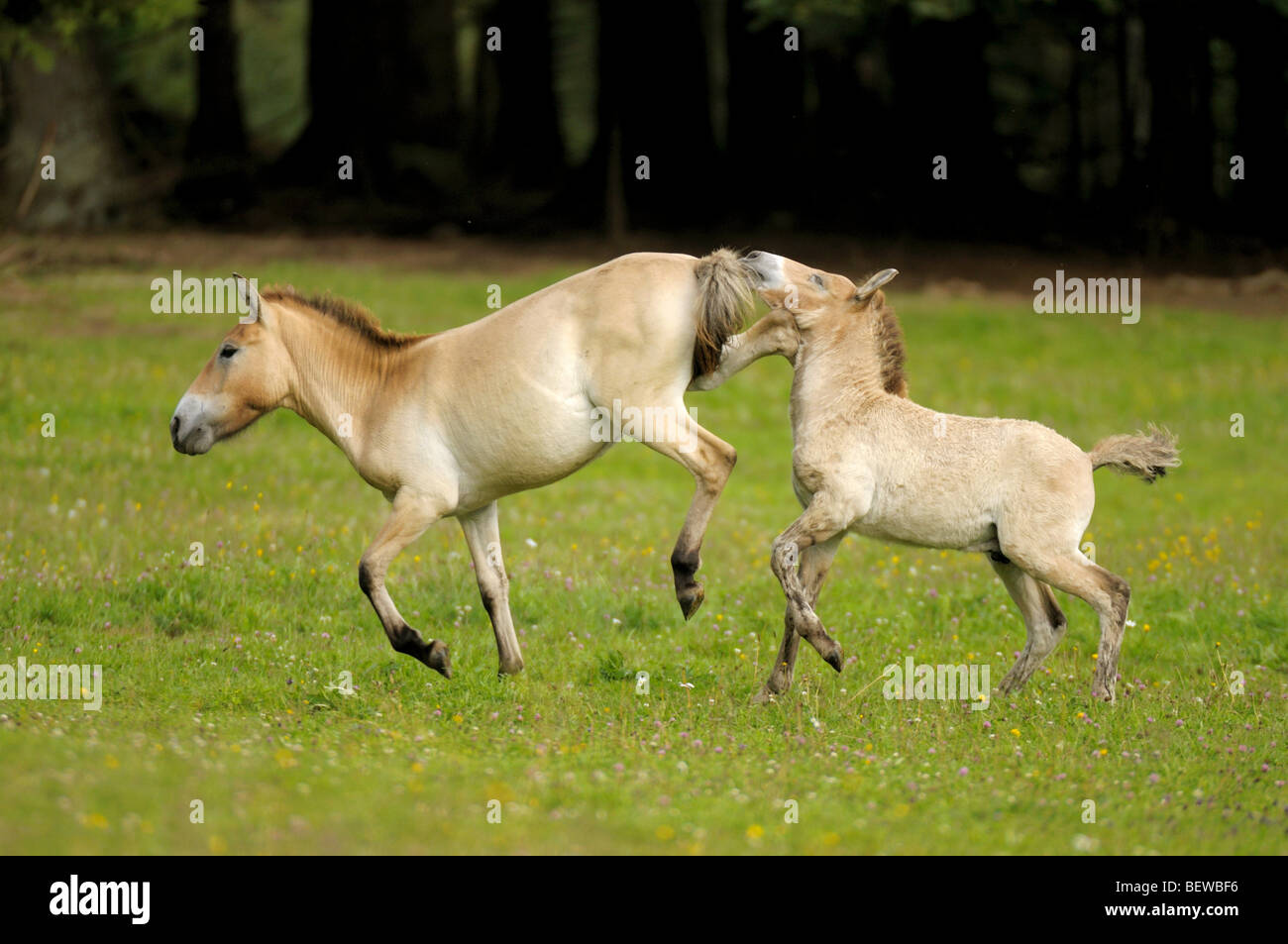 Due di Przewalski cavalli selvatici, Equus przewalskii, Foresta Bavarese, Germania Foto Stock