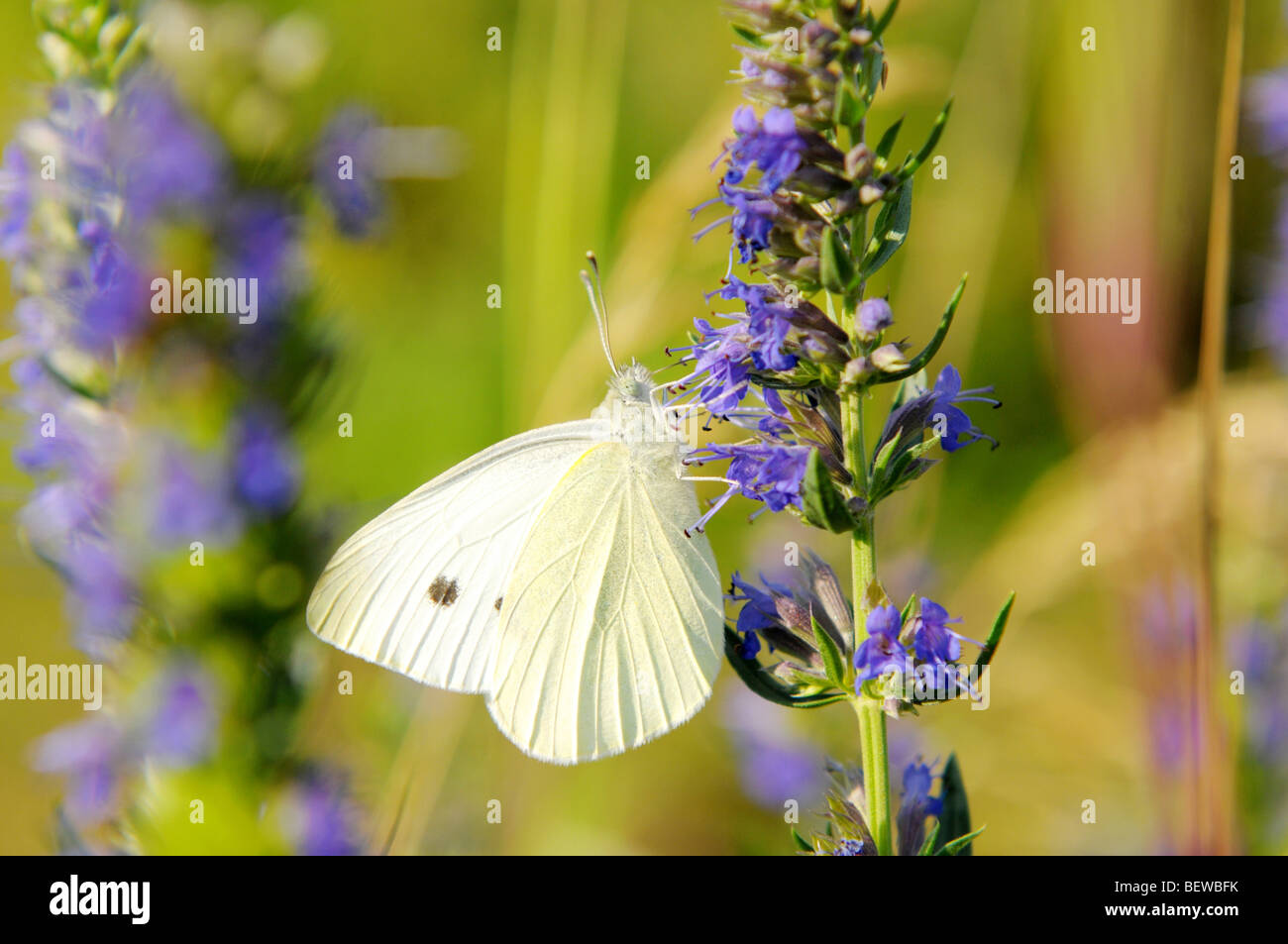 Large White butterfly (Sarcococca brassicae) Foto Stock