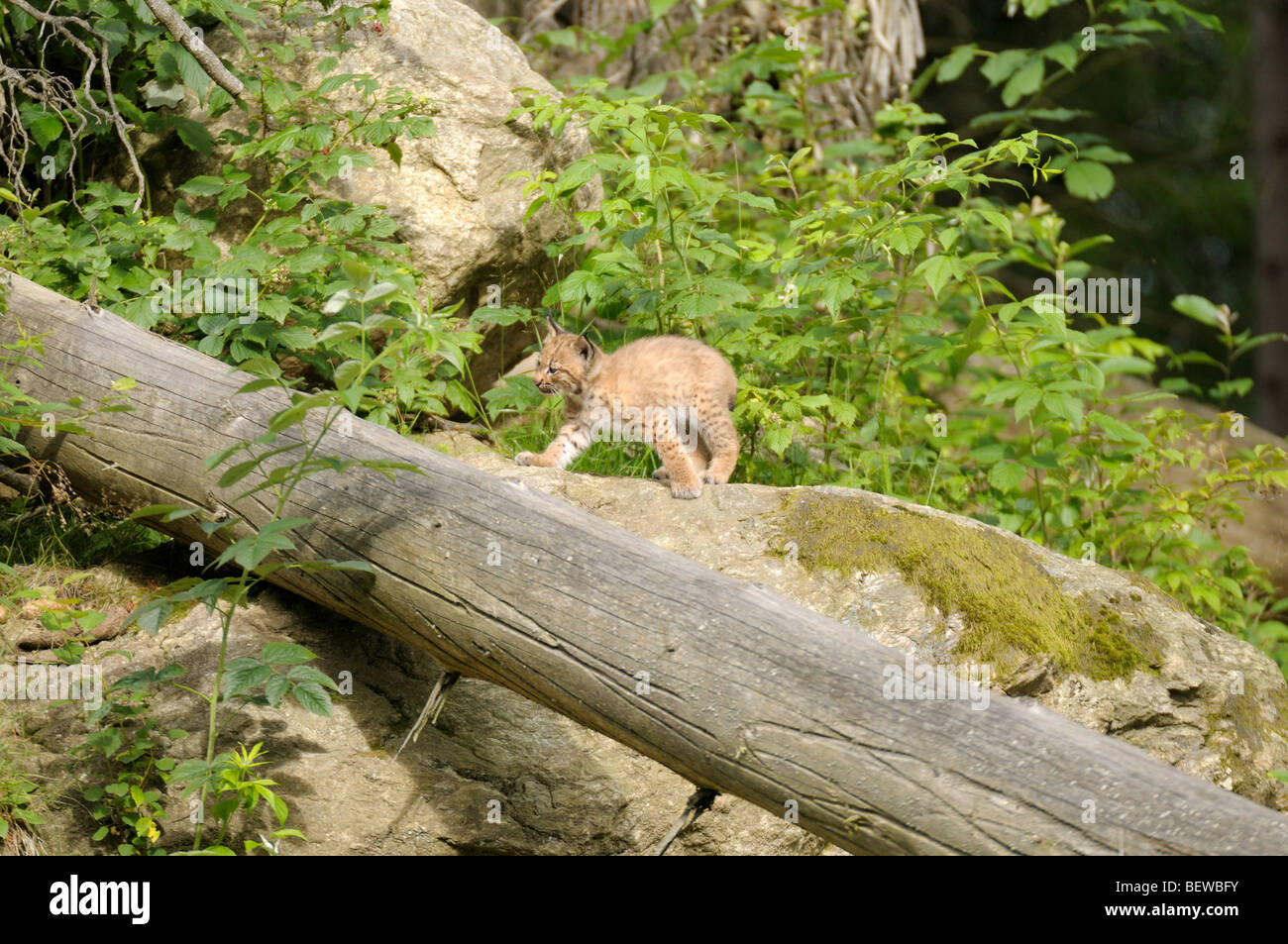 Giovani Carpatica lynx su un tronco di albero Foto Stock