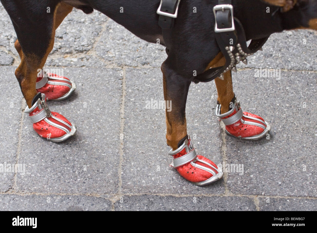 Un cane di piccola taglia indossando scarpe rosso nella città di New York, Stati  Uniti d'America Foto stock - Alamy
