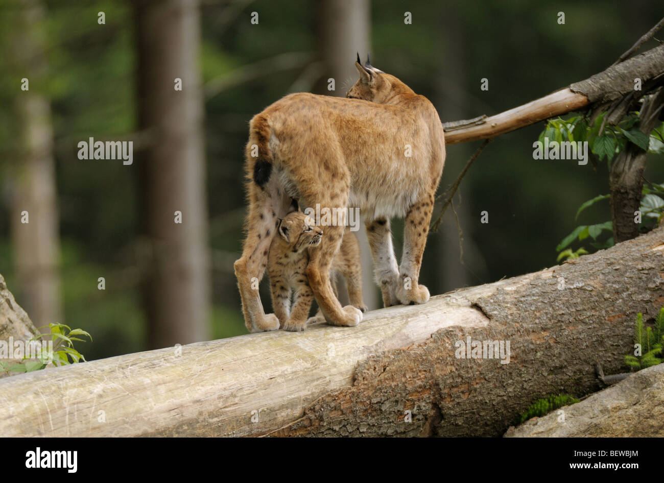 Bobcat e gattini Foto Stock