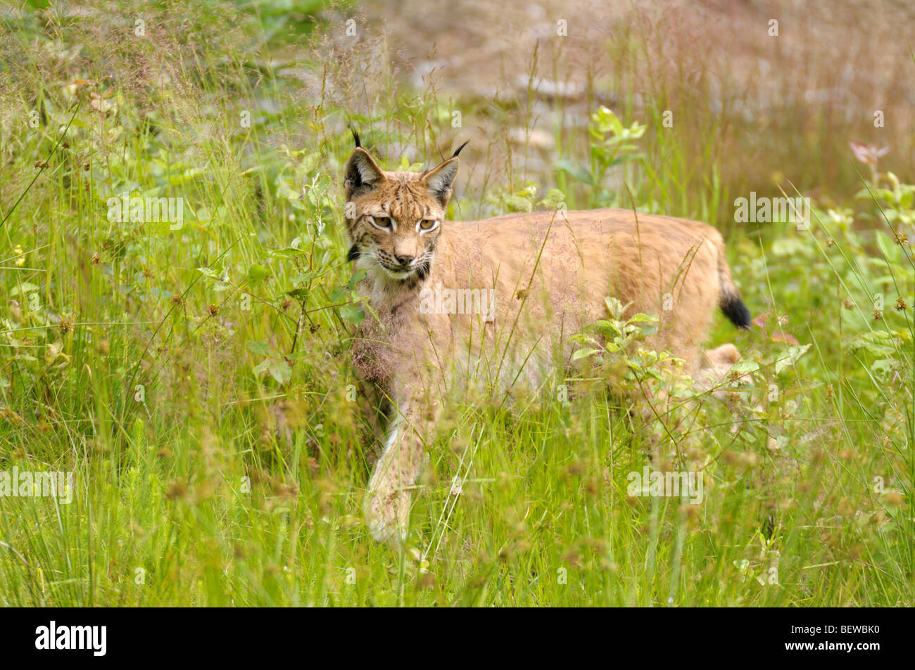 Carpatica lynx creeping tramite l'erba Foto Stock