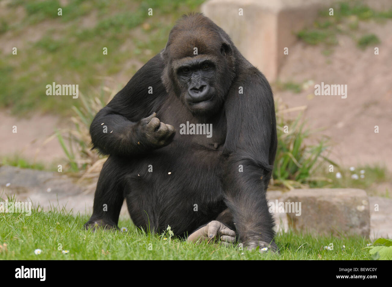 Pianura occidentale (gorilla Gorilla gorilla gorilla), full shot Foto Stock