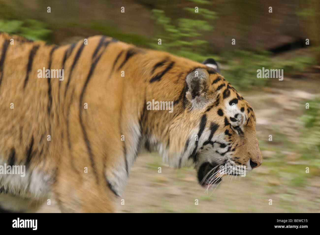 Una tigre siberiana (Panthera tigris altaica), vista laterale Foto Stock