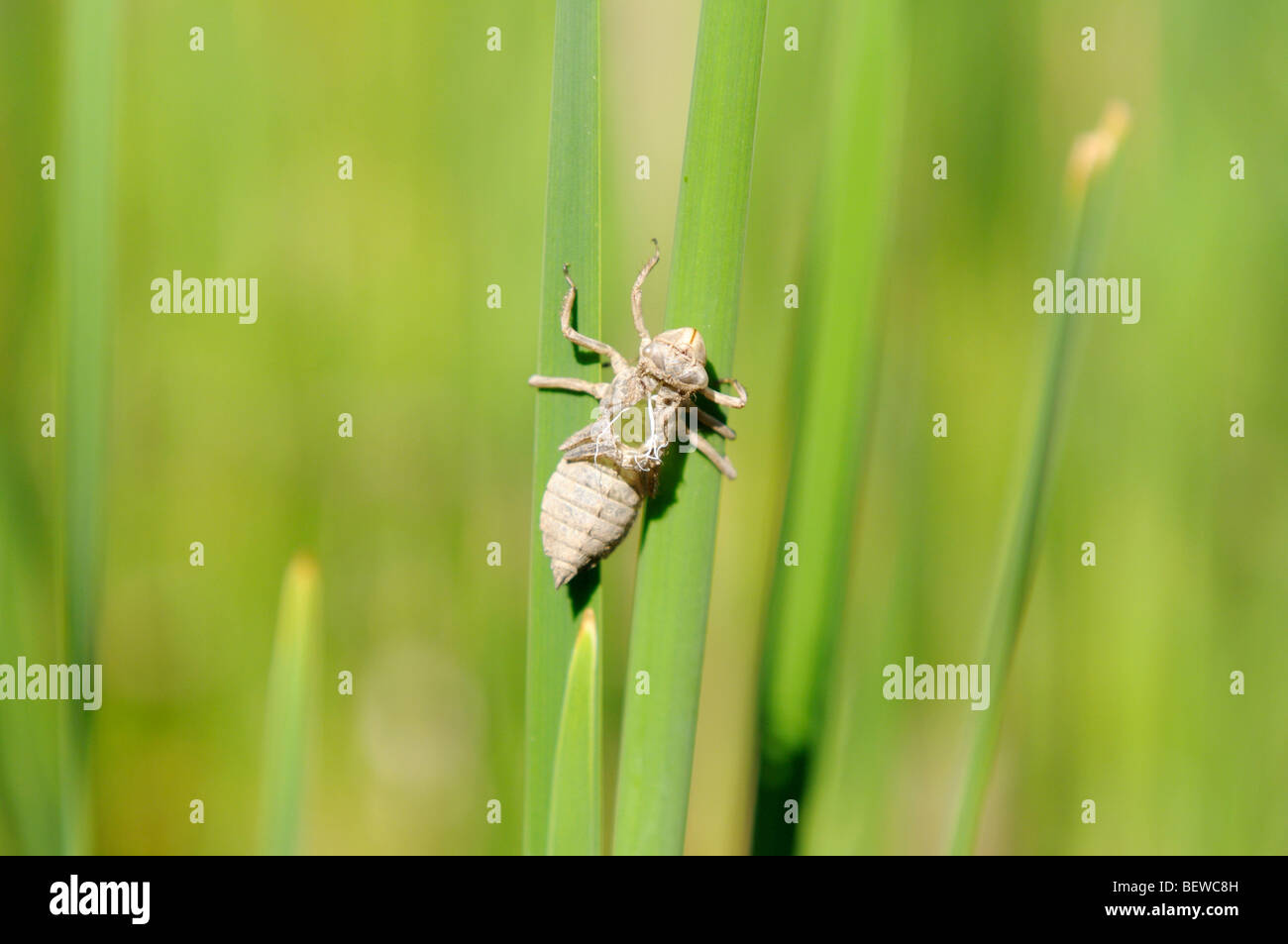 Dragonfly seduto su una lama di erba, close-up Foto Stock