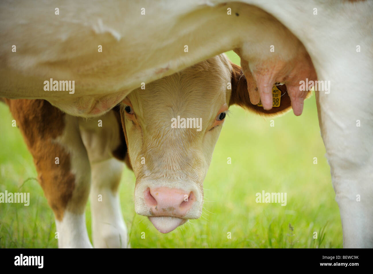 Poco vitello accanto a mammelle di sua madre, di fronte alla fotocamera, close-up Foto Stock