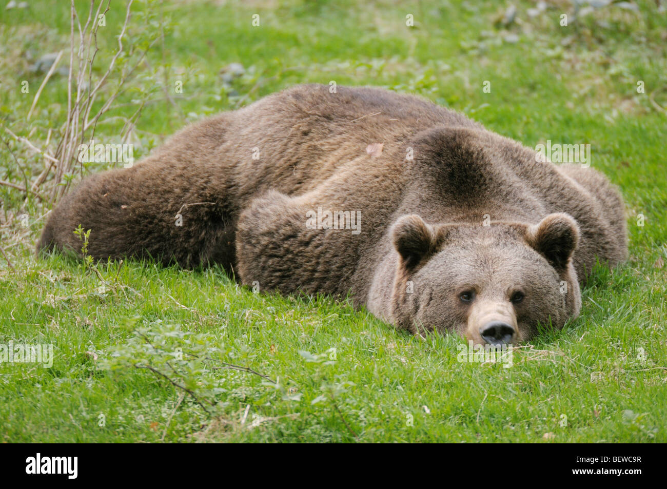 L'orso bruno (Ursus arctos) giacenti in erba Foto Stock