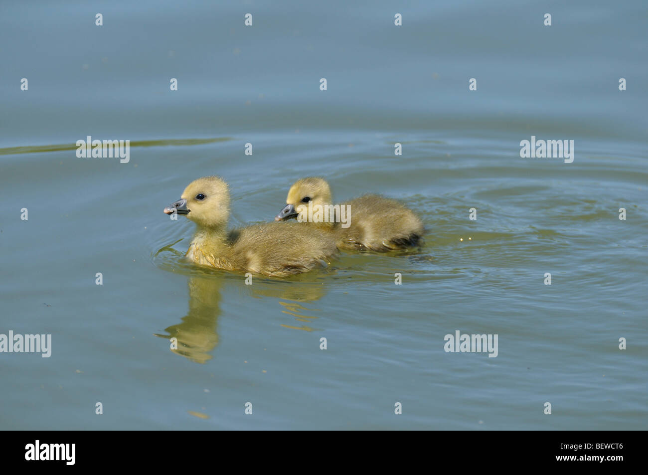 Goslings sull'acqua, close-up Foto Stock