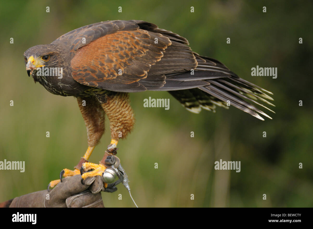 Harris Hawk (Parabuteo unicinctus) appollaiate su un lato Foto Stock