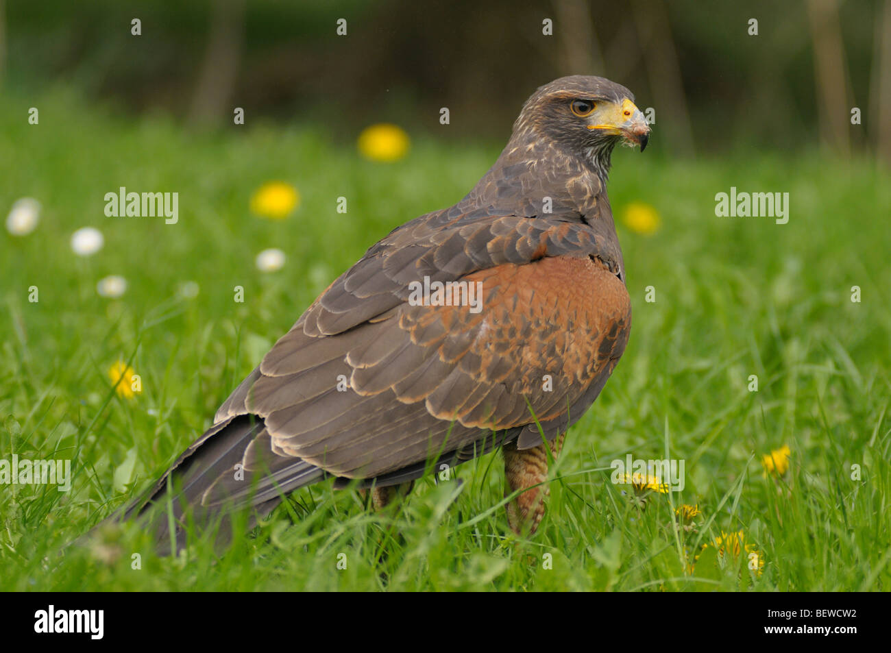 Harris Hawk (Parabuteo unicinctus) su un prato, close-up Foto Stock