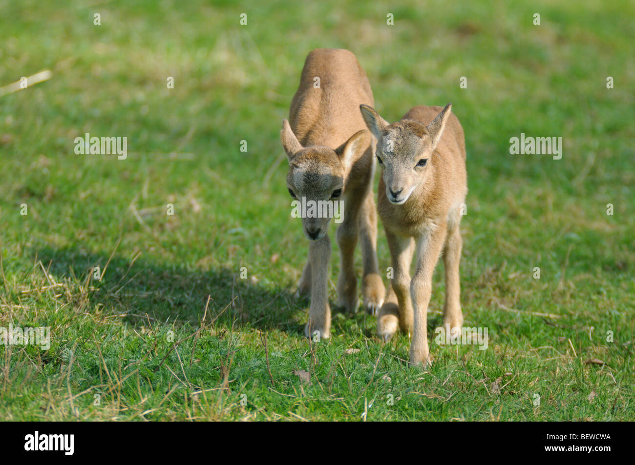 Due Mufflons (Ovis orientalis orientalis) sul prato, Baviera, Germania Foto Stock