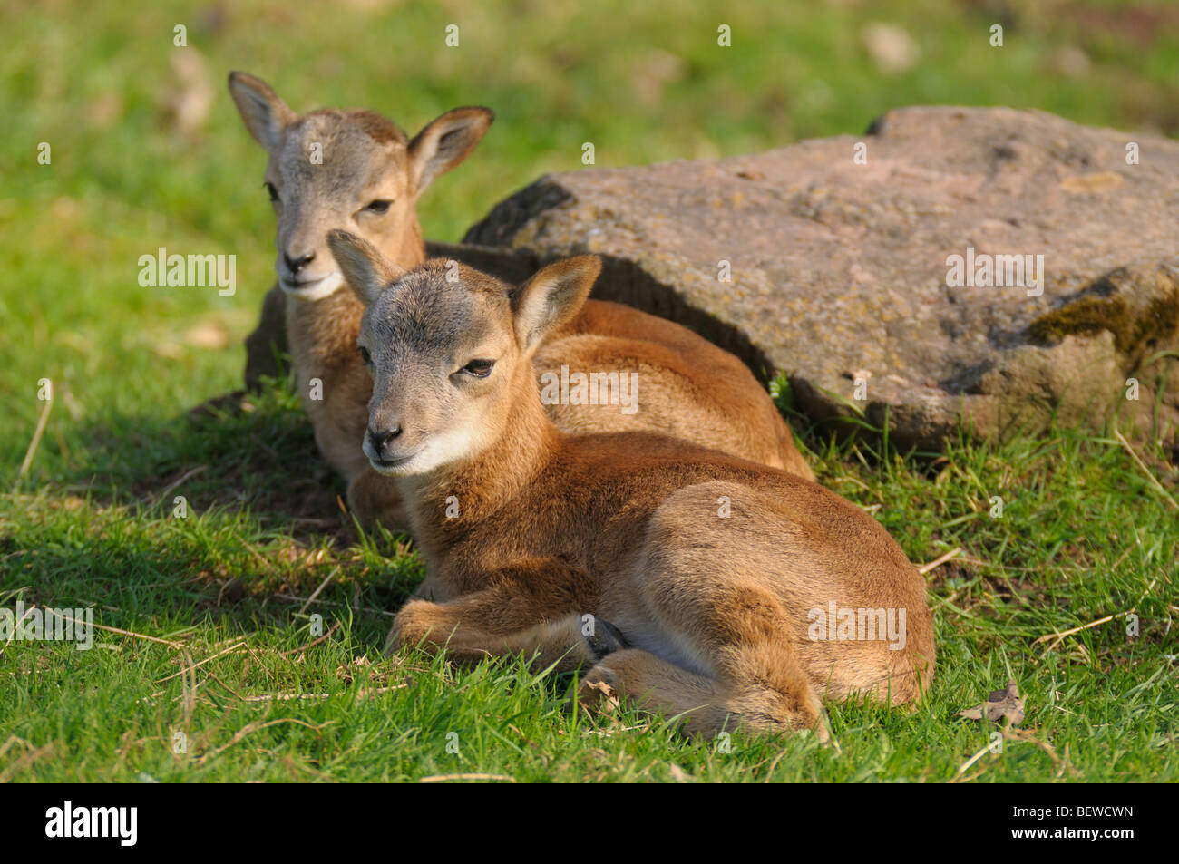 Due Mufflons (Ovis orientalis orientalis) giacente su un prato, Baviera, Germania Foto Stock