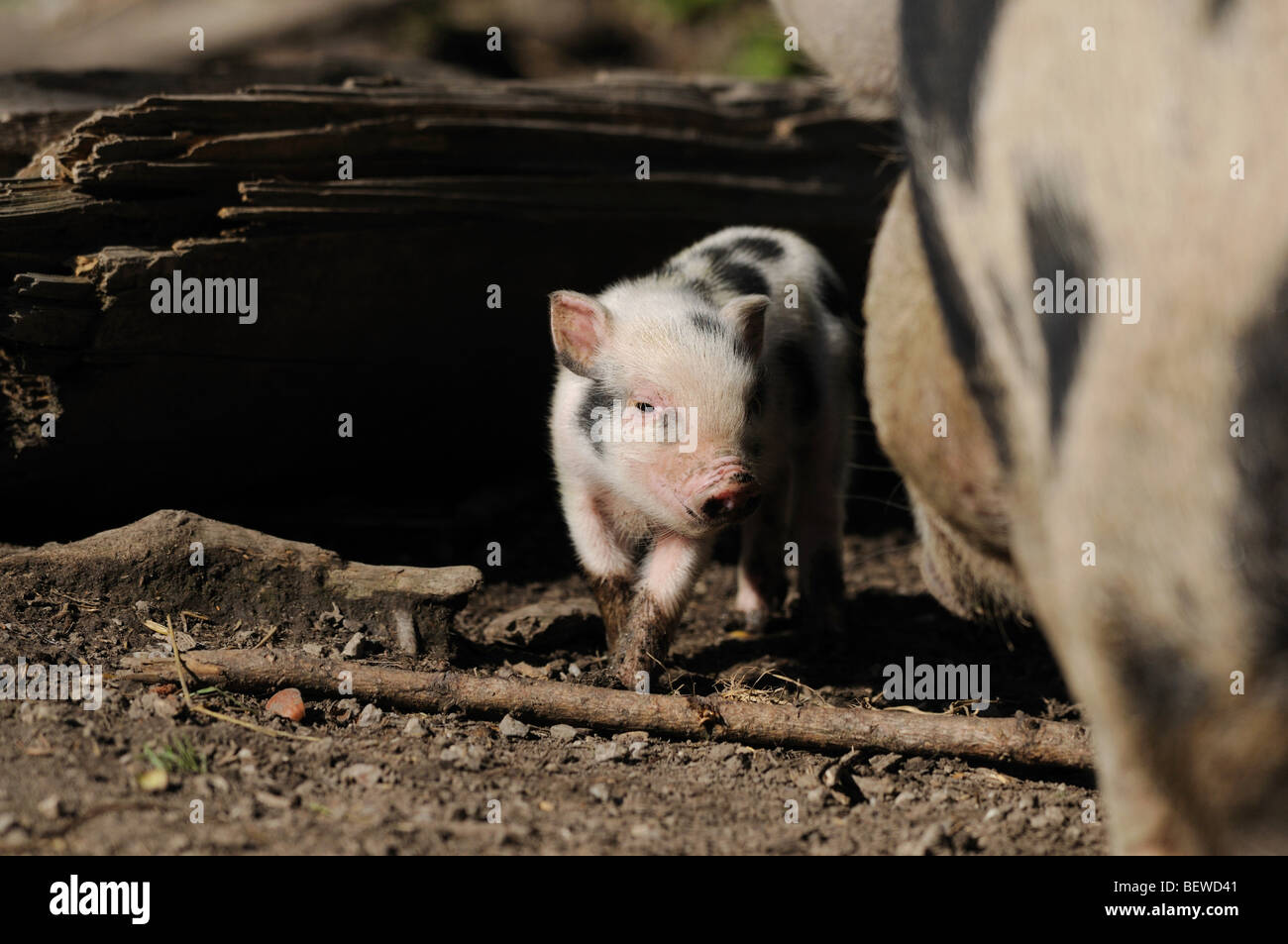 Giovani panciuta maiale (Sus scrofa domestica) con la madre animale Foto Stock