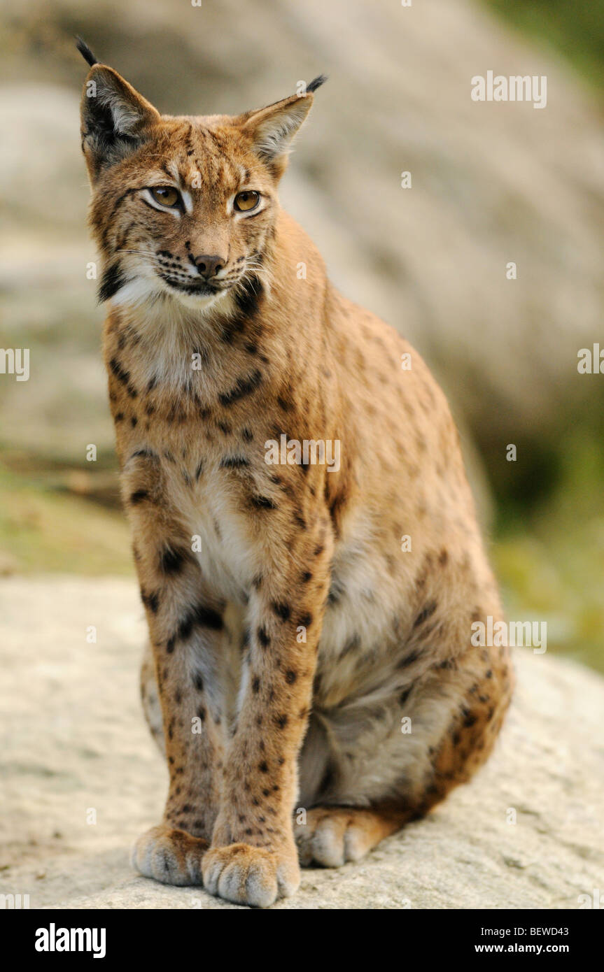 Eurasian (Lynx Lynx lynx) seduto sulla roccia, Foresta Bavarese, in Germania e a piena lunghezza Foto Stock