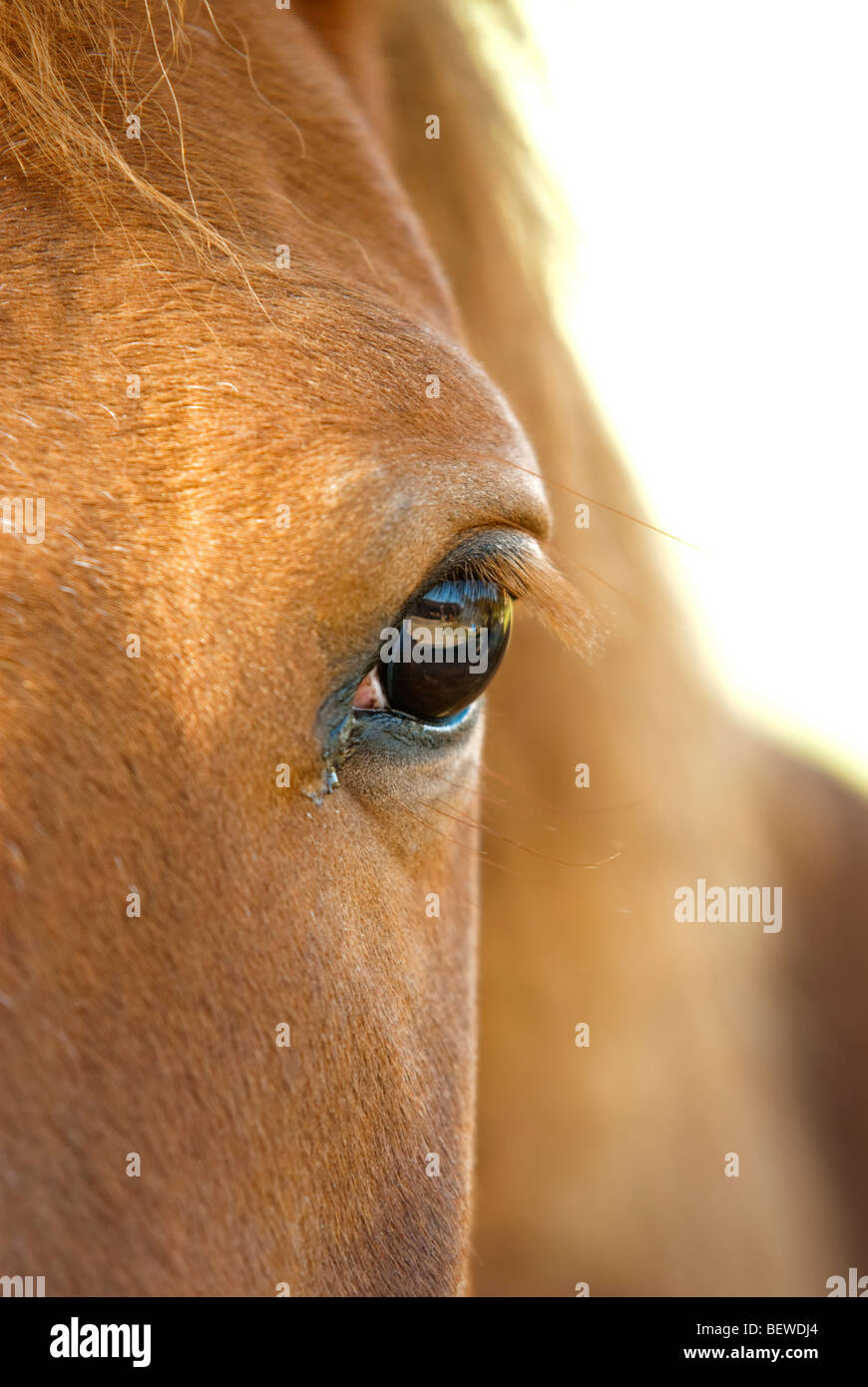 Occhio sinistro di un marrone chiaro cavallo, close-up Foto Stock