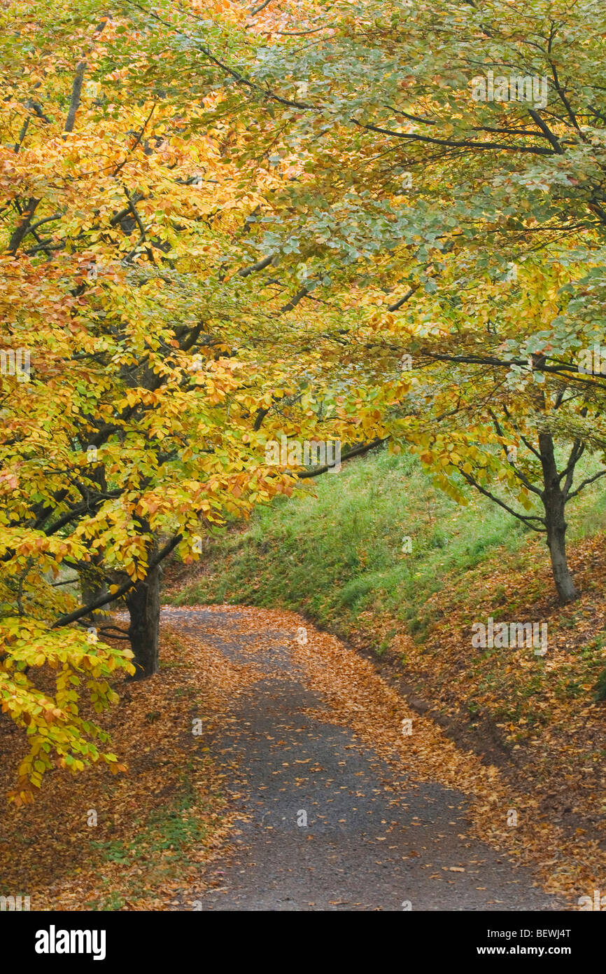 Road passando attraverso una foresta, Hoyt Arboretum, Portland, Oregon, Stati Uniti d'America Foto Stock