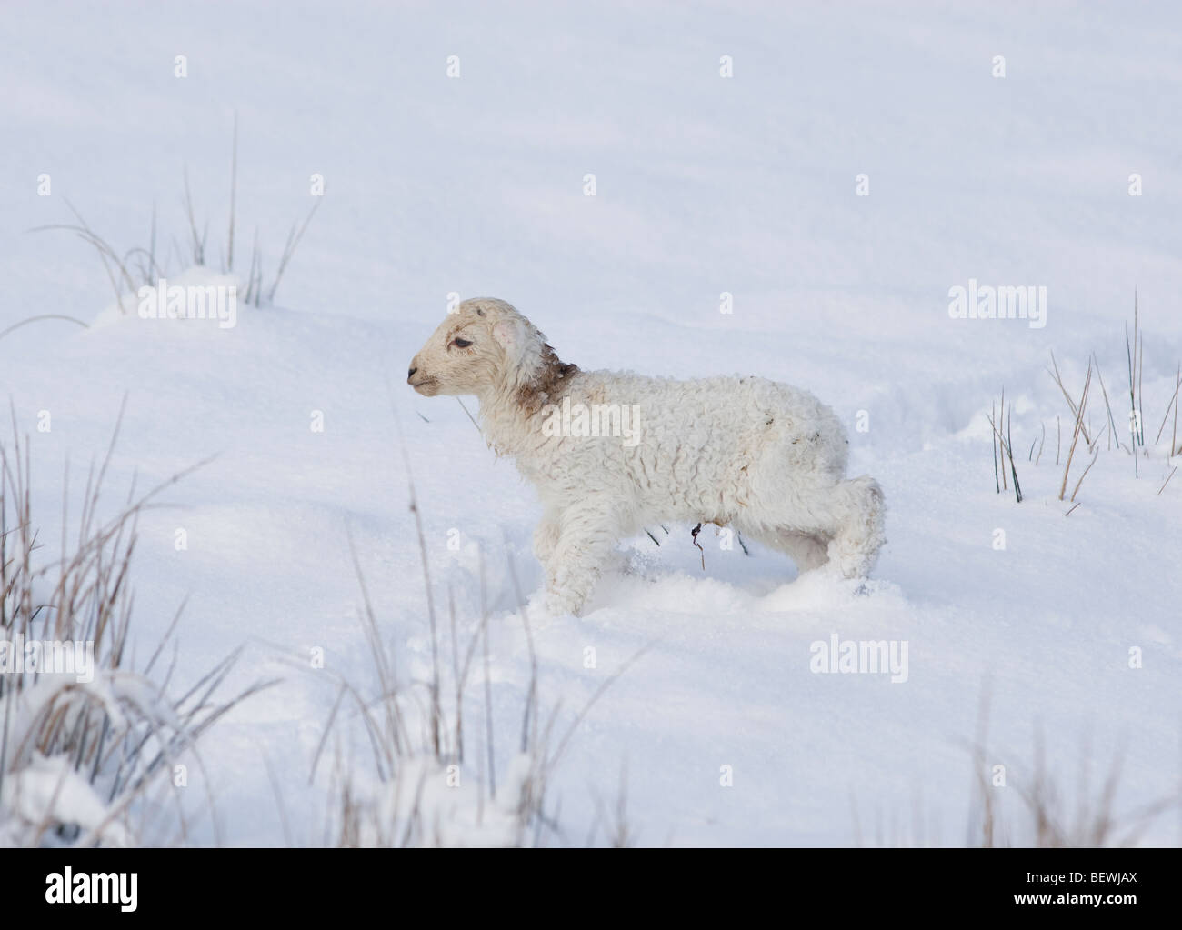 Allevamento ovino in Wales UK Foto Stock