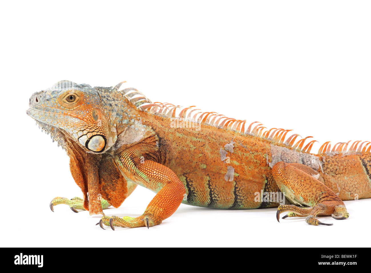 Studio fotografico di un iguana Foto Stock