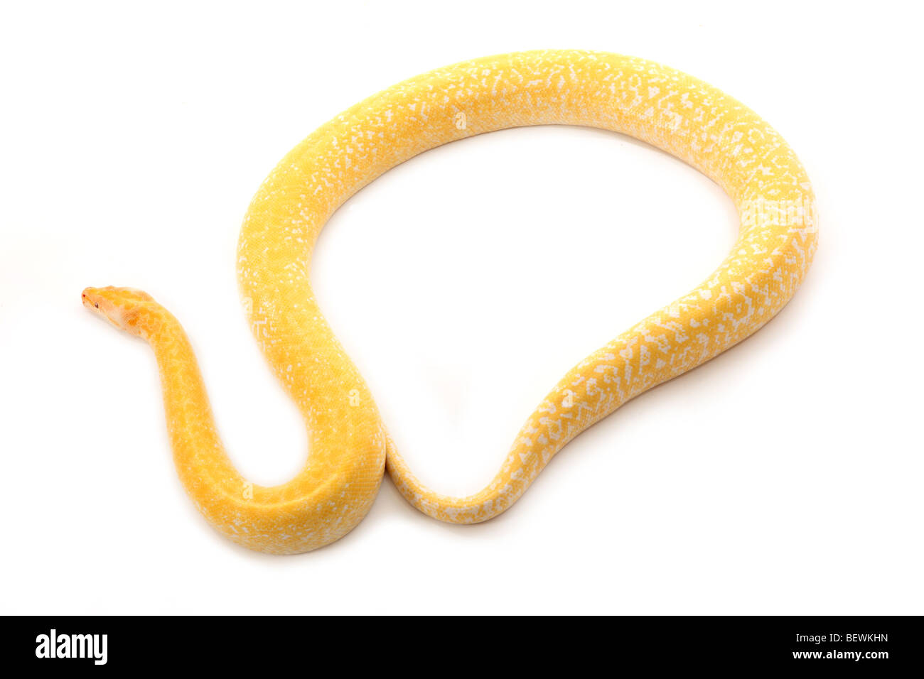 Studio fotografia di un albino Burmese Python Foto Stock