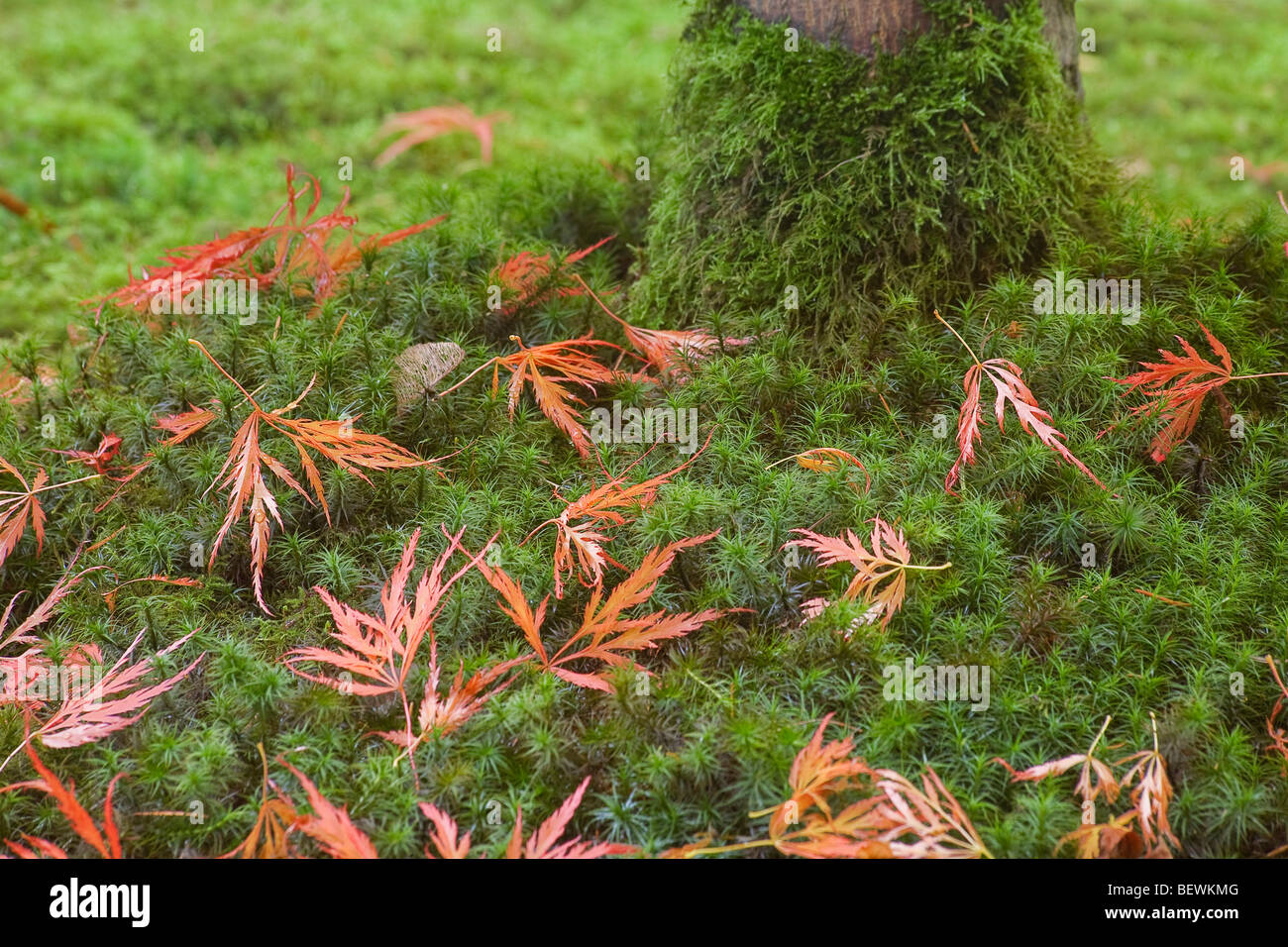 Autunnale di foglie di acero caduti in un giardino giardino Giapponese, Portland, Oregon, Stati Uniti d'America Foto Stock