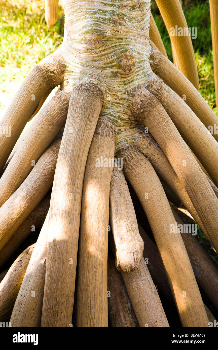 Close-up di radici di un albero, Huahine Isola, Tahiti, Polinesia Francese Foto Stock