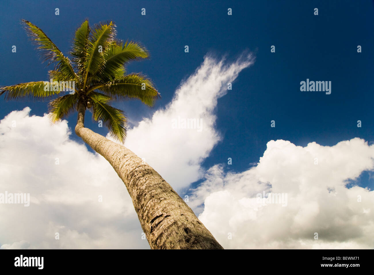 Basso angolo vista di una noce di cocco Palm tree, Tahaa, Tahiti, Polinesia Francese Foto Stock